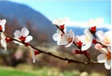 春季贵州旅游攻略 山里江南自助游与你相约这个花期