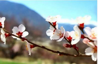 春季贵州旅游攻略 山里江南自助游与你相约这个花期